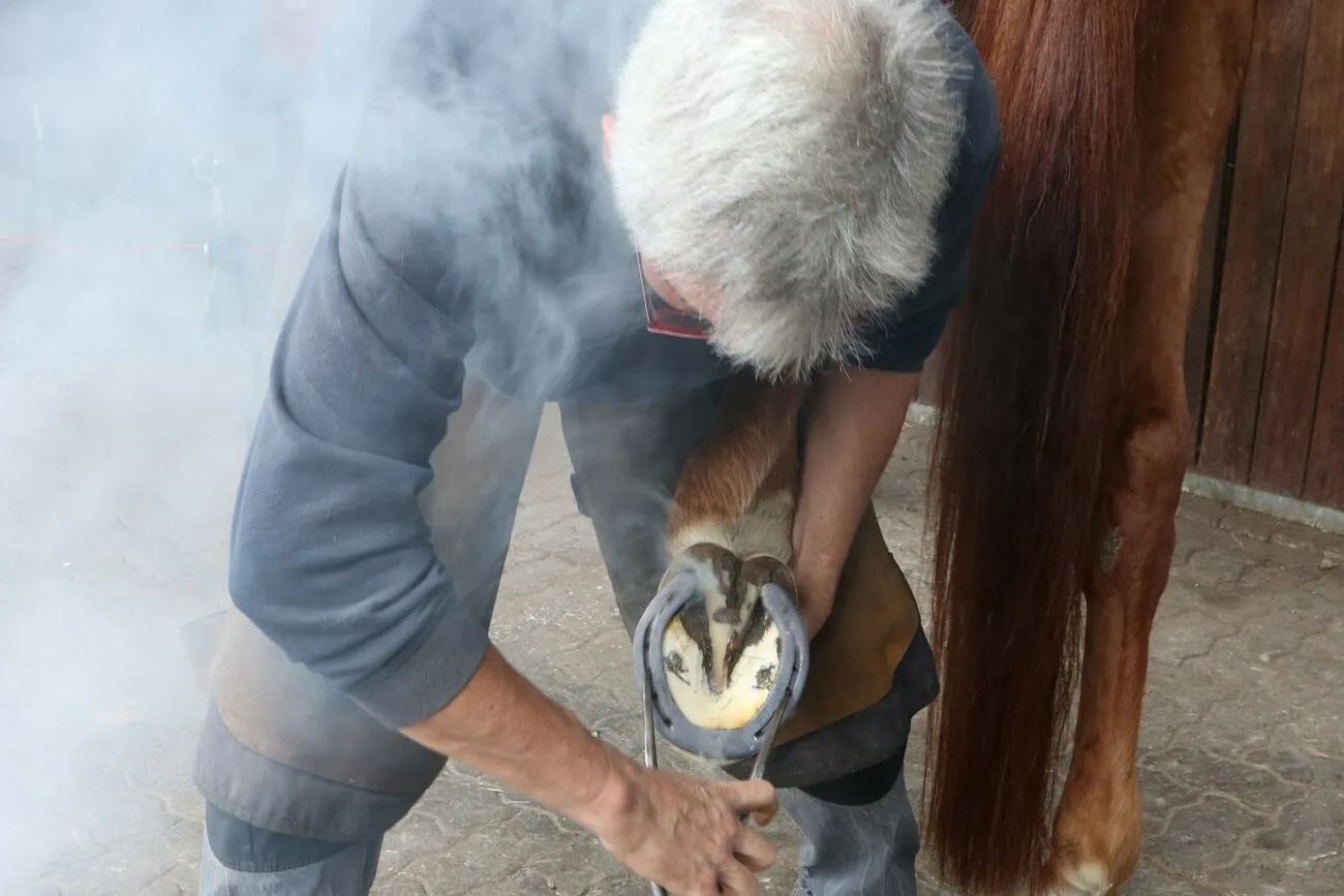 Ein Mann bringt einem Pferd ein neues Hufeisen an, dieses qualmt.